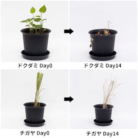 アース製薬 アースガーデン アースカマイラズ 草消滅 クチコミ評価・評判&検証レビュー 3