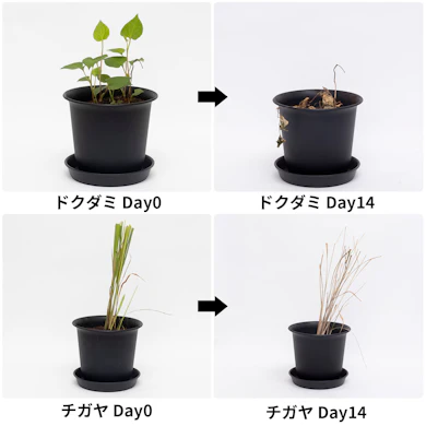 ドクダミもチガヤも、2週間後にはしっかり褐変して枯れた姿に