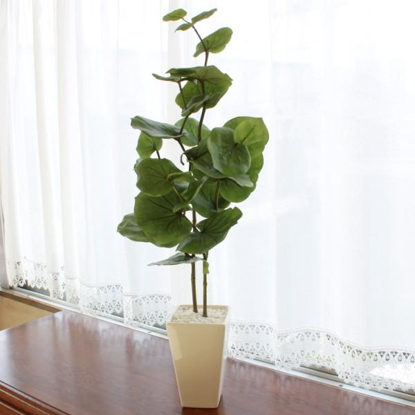 現品 海葡萄 シーグレープ 曲がり 特大 18番 観葉植物 インテリア