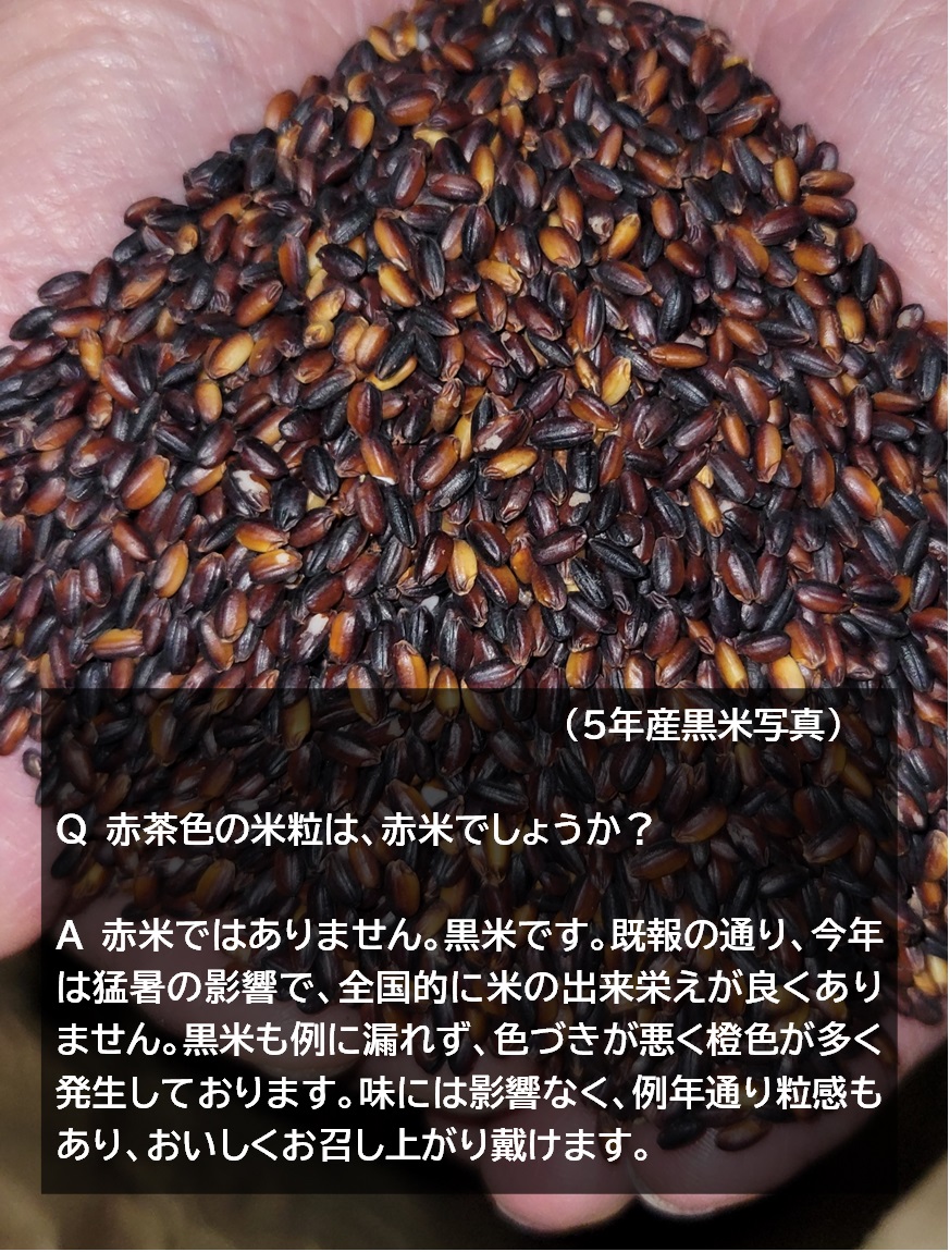 黒米 2