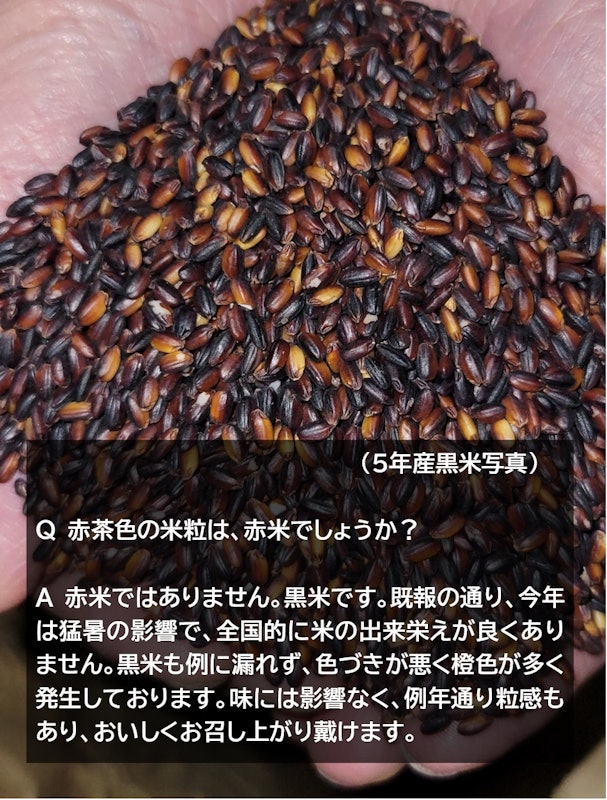 黒米 2