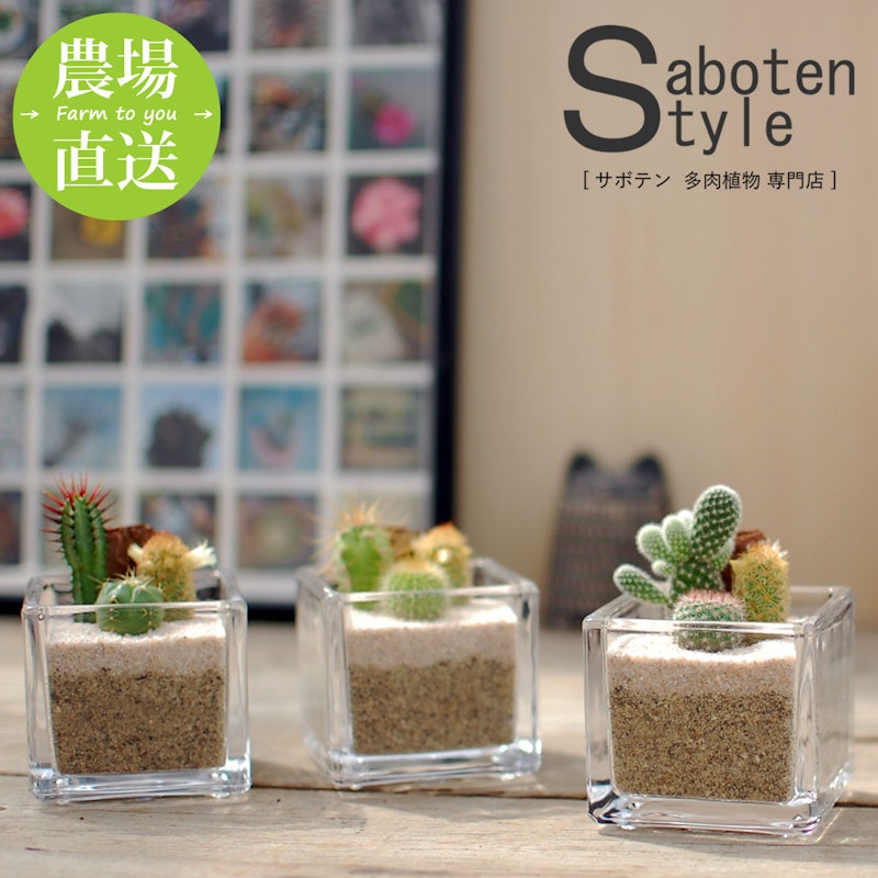サボテン 多肉植物 1