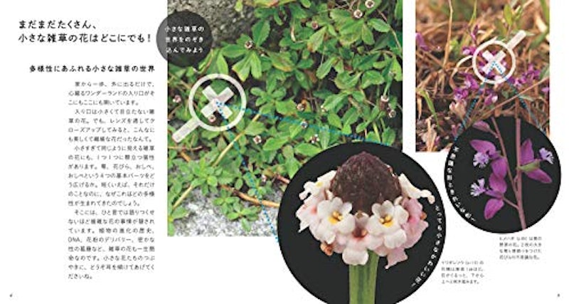 もっと美しき小さな雑草の花図鑑 3