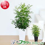 プレゼント向け鉢植えのおすすめ人気ランキング【2026年6月】 5