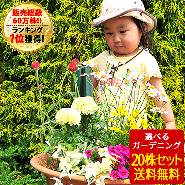 選べる花ガーデニング 2
