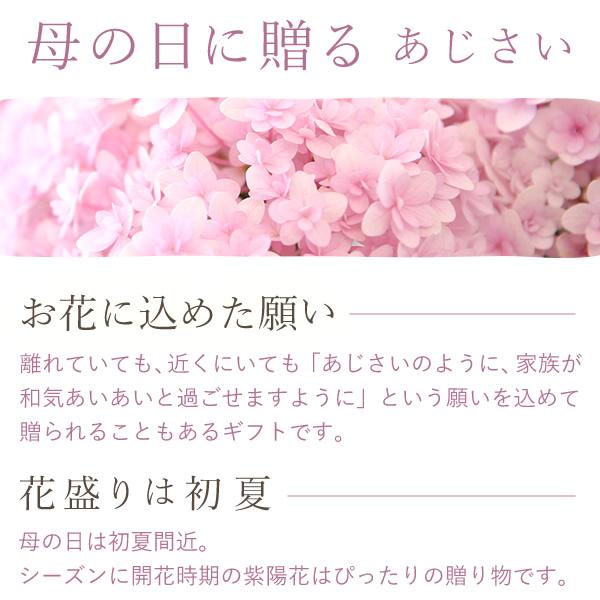 選べるアジサイ 3