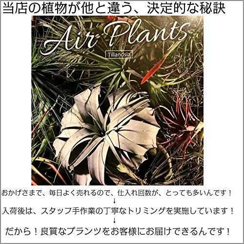 エアープランツ ウスネオイデス 5