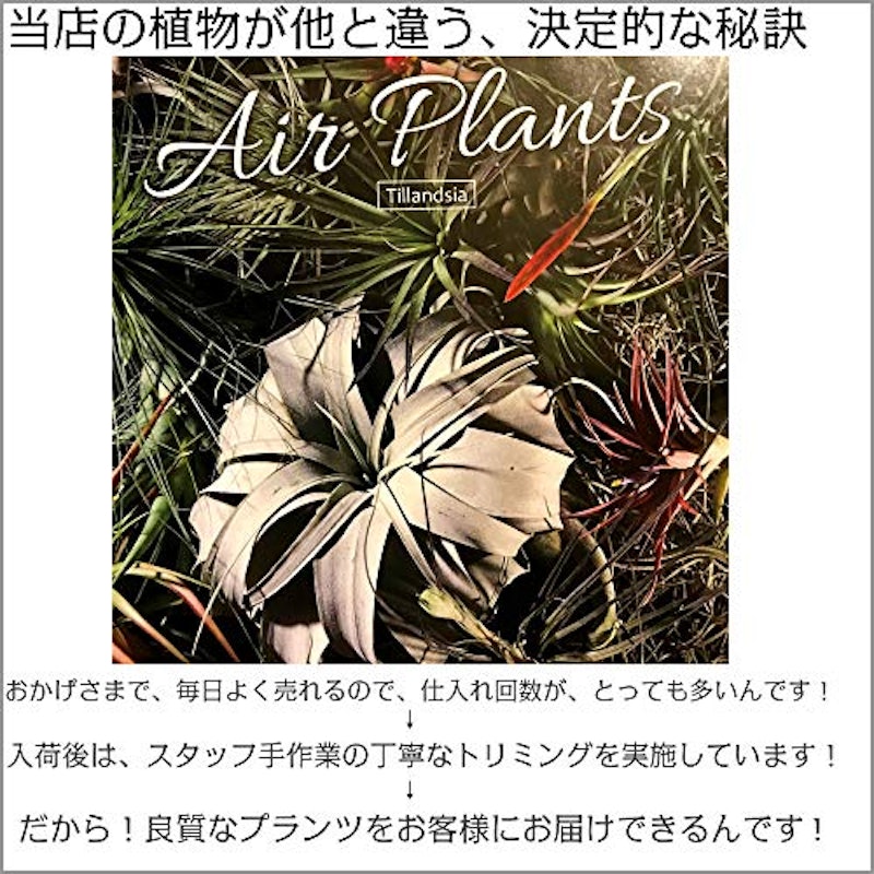 エアープランツ ウスネオイデス 5