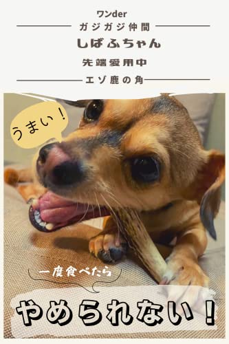 22年 犬用噛むおもちゃのおすすめ人気ランキング84選 Mybest