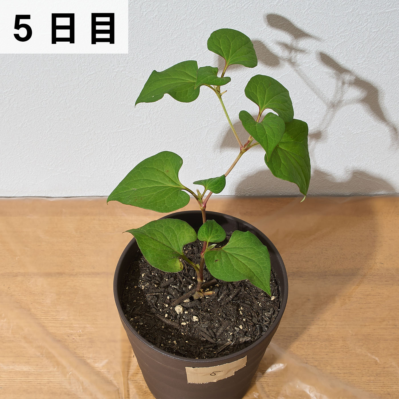 はやく効くお酢の除草剤 9