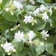 日本花キ流通 アラビアンジャスミン 苗 1