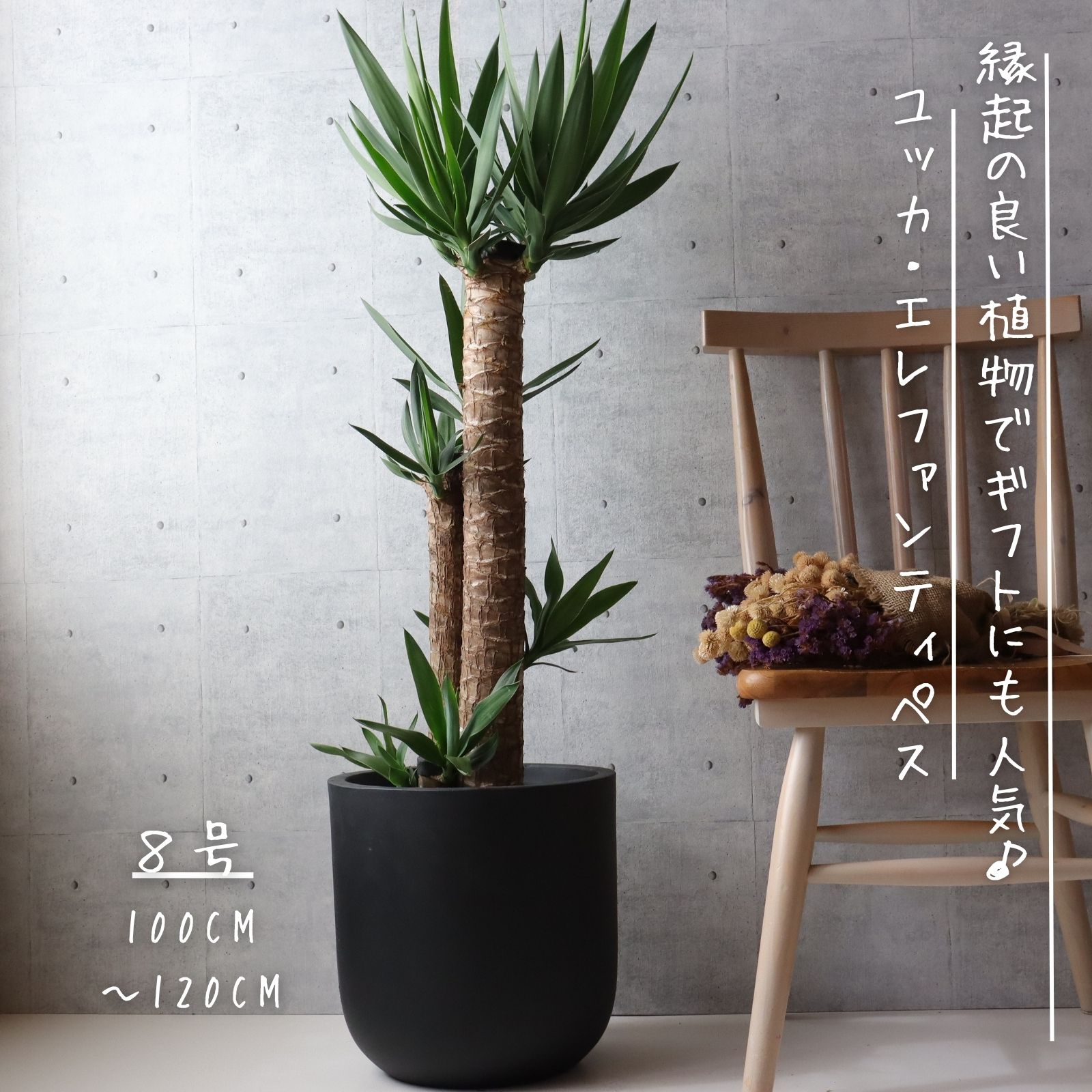 新築・引越し祝いに贈る観葉植物のおすすめ人気ランキング【2026年】 4