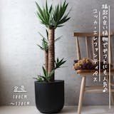 新築・引越し祝いに贈る観葉植物のおすすめ人気ランキング【2026年】 4