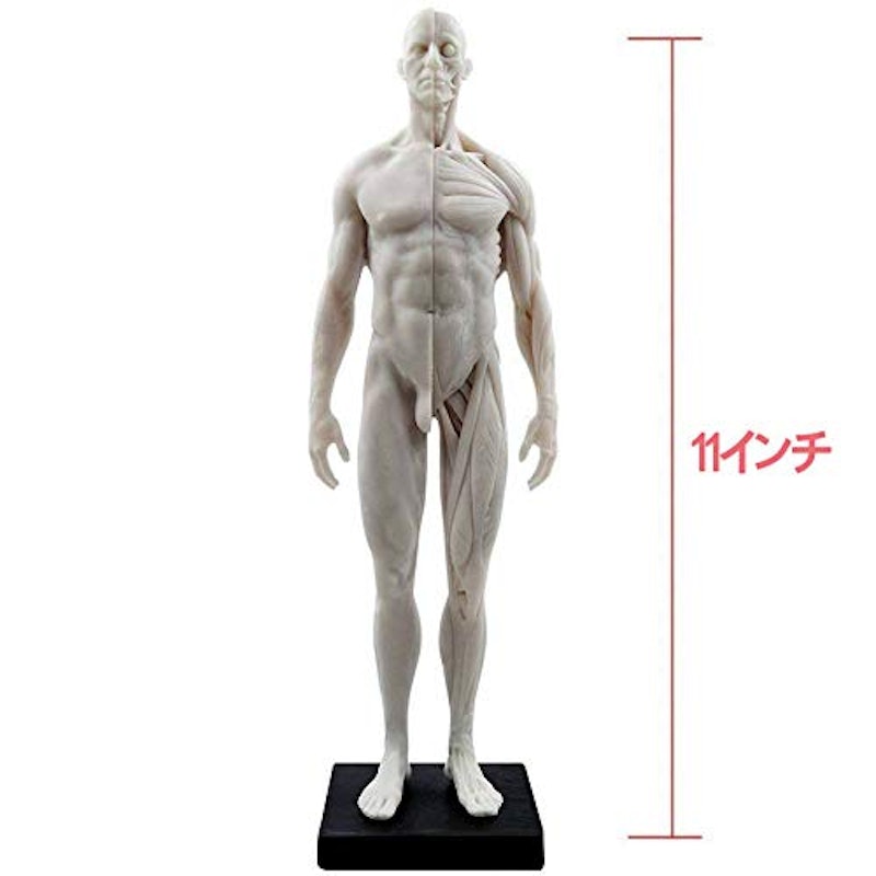 男性 人体モデル 人体模型 7