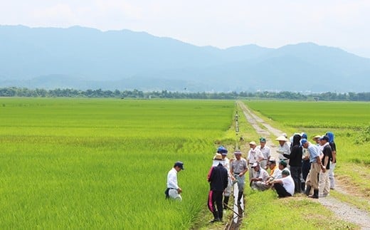新潟県産コシヒカリ 5