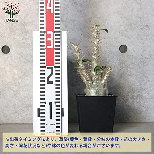 パキポディウム サンデルシー 3