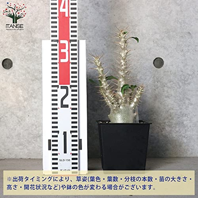 パキポディウム サンデルシー 3