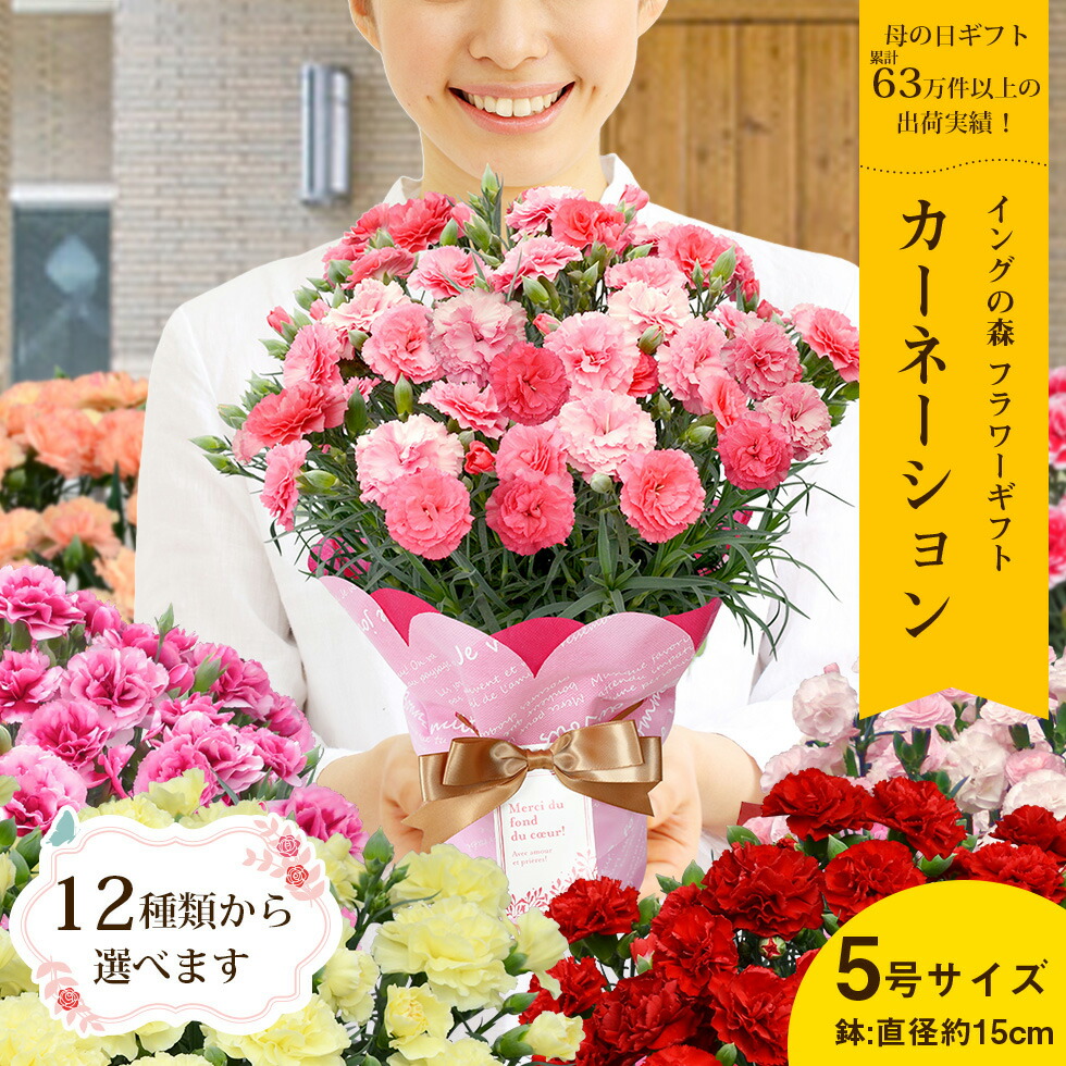 鉢植えカーネーション  1