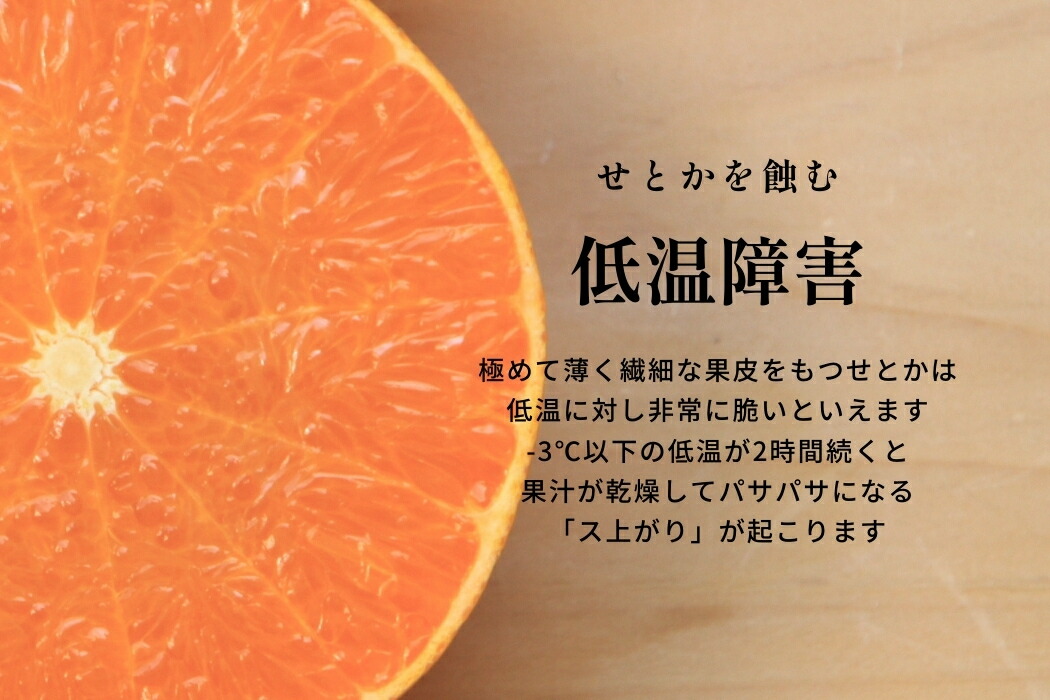 濃いハウスせとか 2
