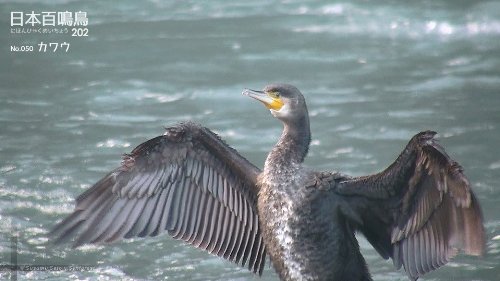 日本百鳴鳥 202 映像と鳴き声で愉しむ野鳥図鑑 7