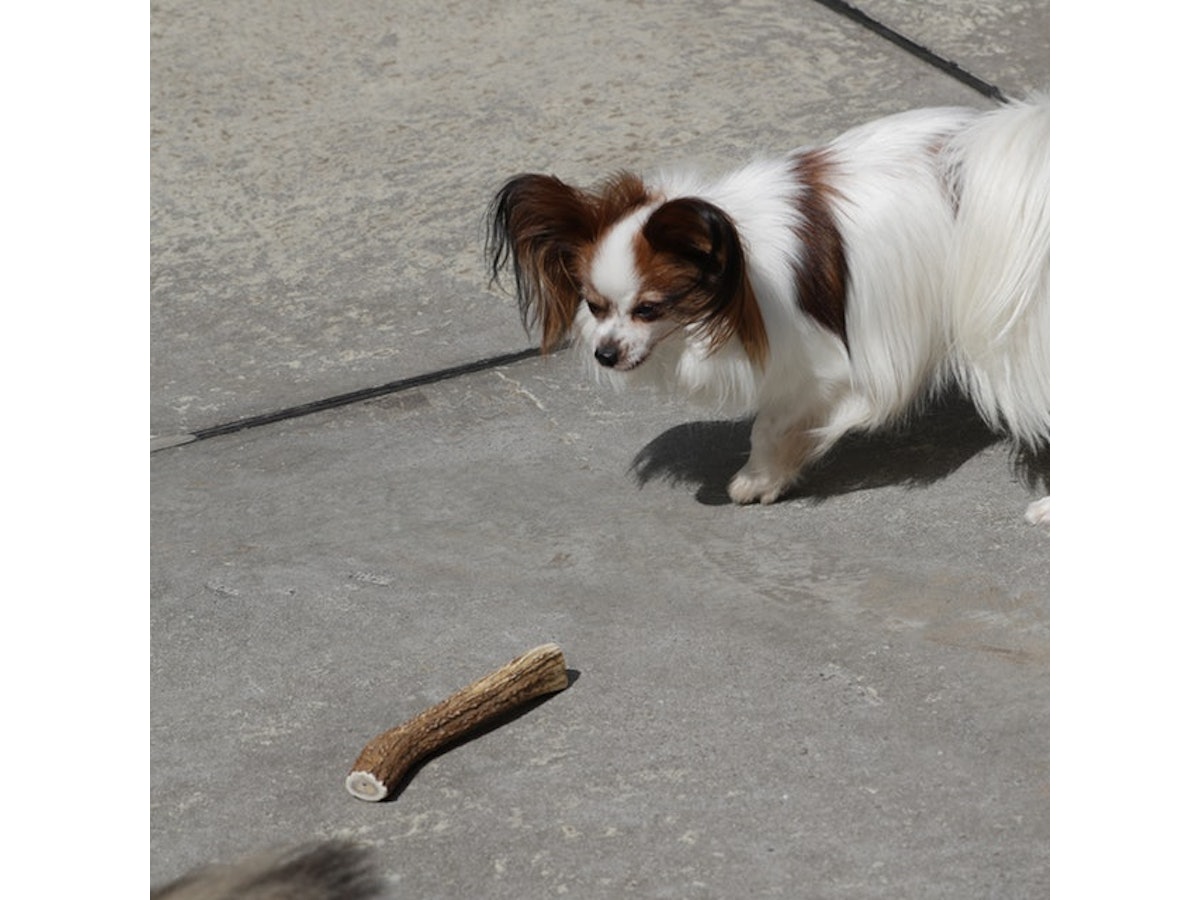 イチカワクリーニング 鹿の角を全15商品と比較 口コミや評判を実際に使ってレビューしました Mybest イチカワクリーニング 鹿の角を全15商品と比較 口コミや評判を実際に使ってレビューしました Mybest