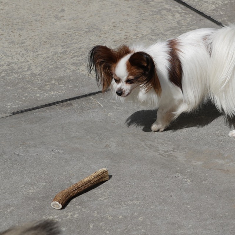 イチカワクリーニング 鹿の角を全15商品と比較 口コミや評判を実際に使ってレビューしました Mybest イチカワクリーニング 鹿の角を全15商品と比較 口コミや評判を実際に使ってレビューしました Mybest