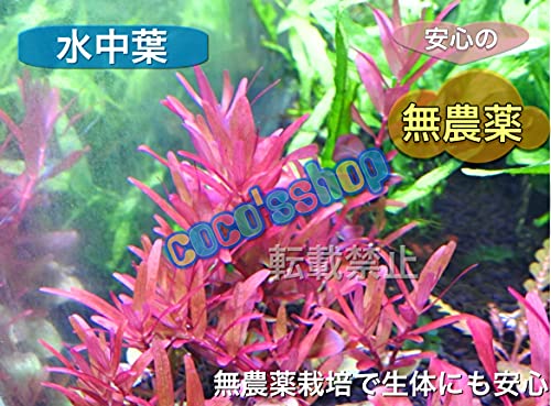 ロタラロトンディフォリアレディッシュ 3