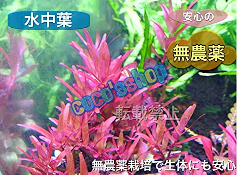 ロタラロトンディフォリアレディッシュ 3