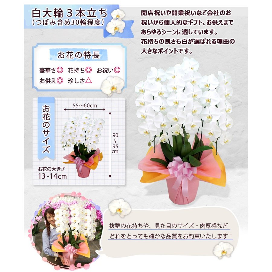 22年 プレゼント鉢植えのおすすめ人気ランキング25選 Mybest