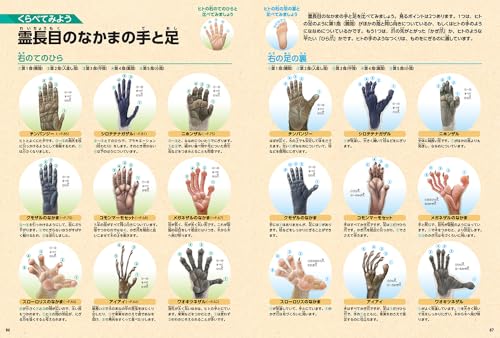 動物  新版 5