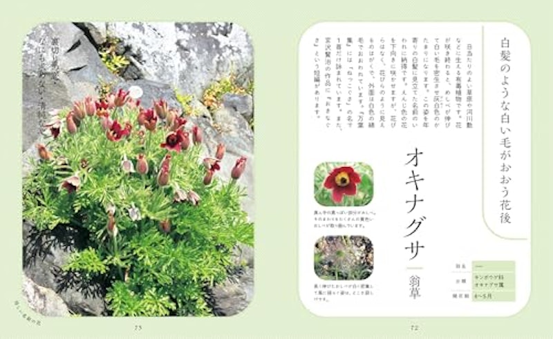 神秘的で美しい花図鑑 6