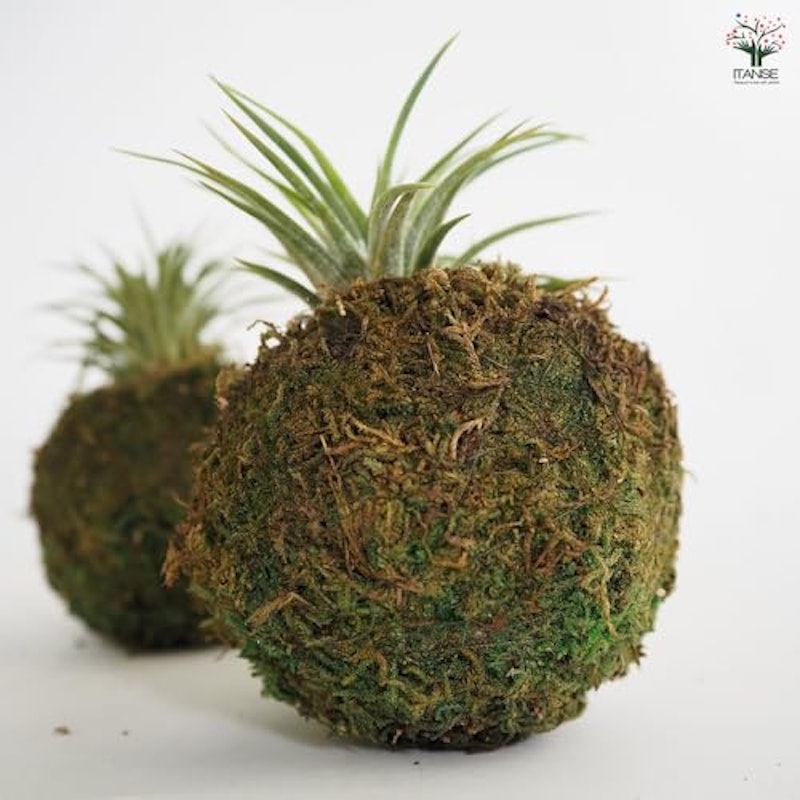 チランジア イオナンタ 苔玉仕立て 5