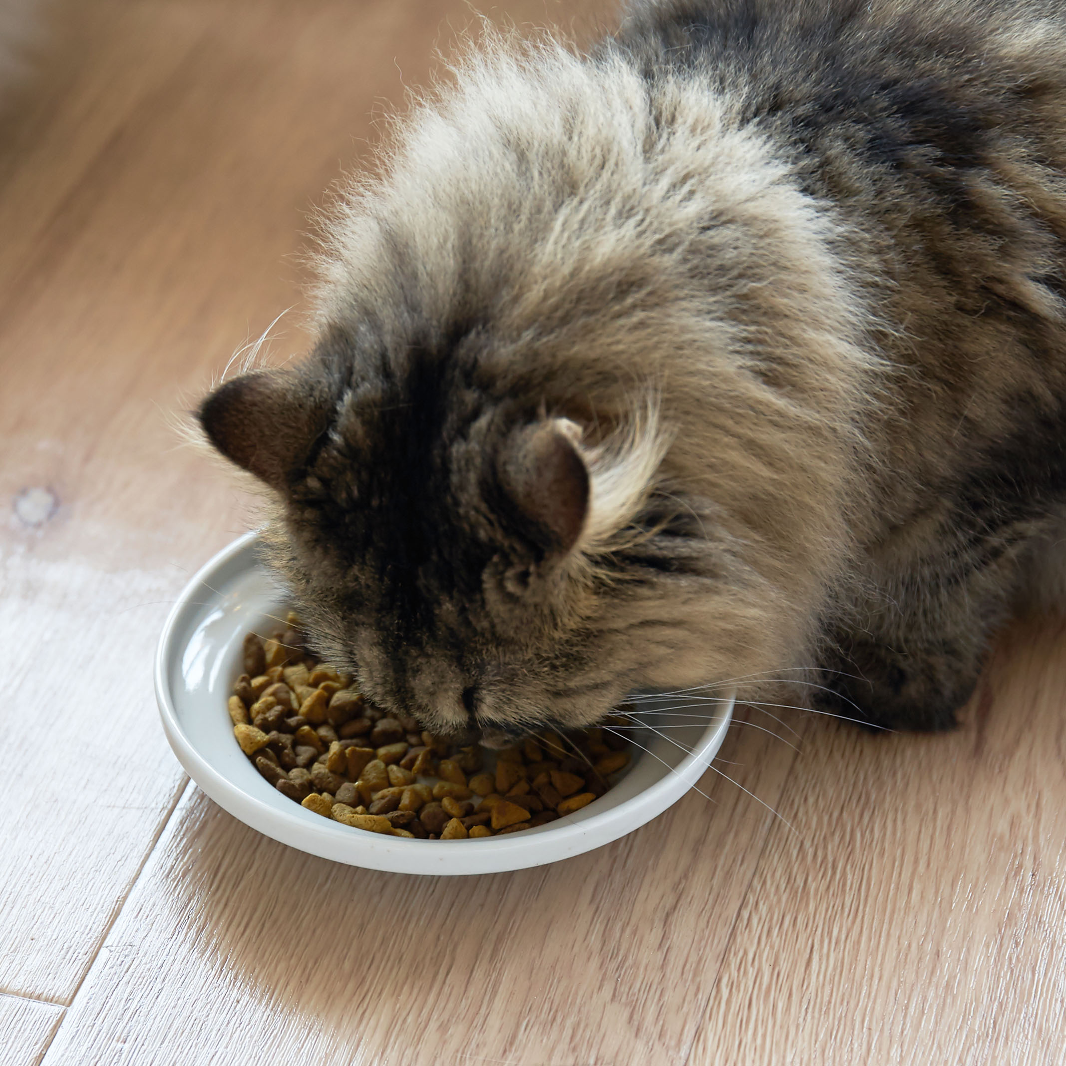 ドッグフードクリップ L リッチェル Richell メーカー公式店舗