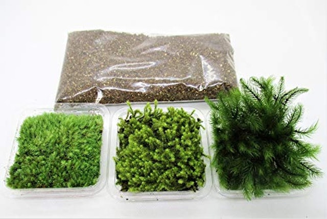 ガーデンデザイナーが教える 苔のおすすめ人気ランキング10選 アクアテラリウムにも Mybest ガーデンデザイナーが教える 苔のおすすめ人気ランキング10選 アクアテラリウムにも Mybest