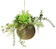 MedianField 多肉植物 苔玉 1