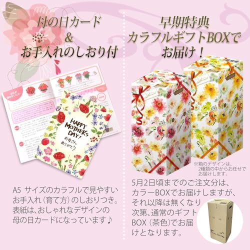 カーネーション ゴールドスター 鉢植え 3