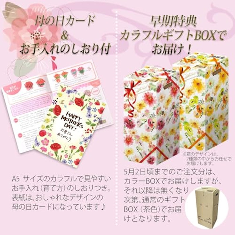 カーネーション ゴールドスター 鉢植え 3