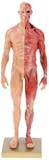 筋肉人体模型のおすすめ人気ランキング【2026年6月】 5