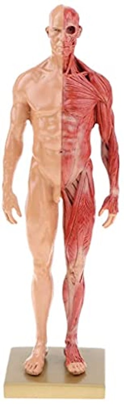 男性 人体モデル 1