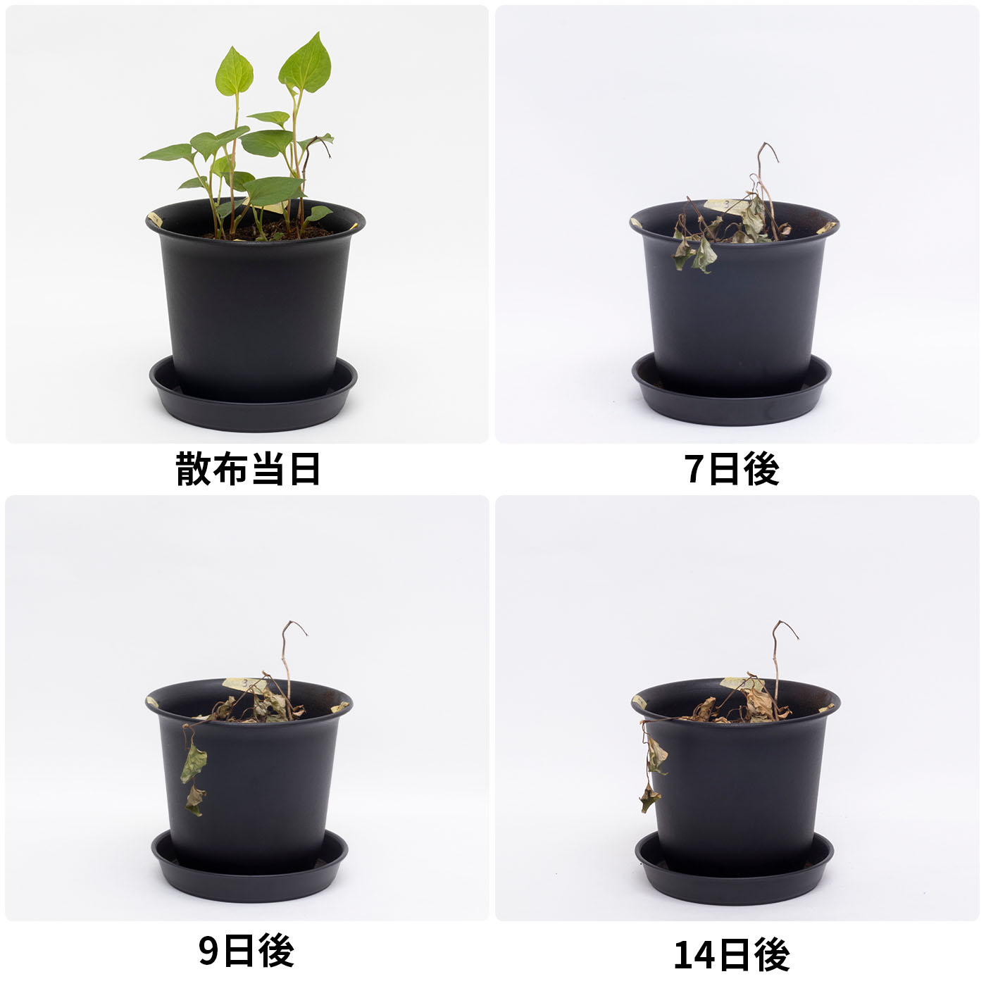 アース製薬 アースガーデン アースカマイラズ 草消滅 クチコミ評価・評判&検証レビュー 4