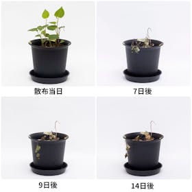アース製薬 アースガーデン アースカマイラズ 草消滅 クチコミ評価・評判&検証レビュー 4