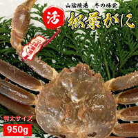 木村鮮魚店　タグ付き 活 松葉がに 1