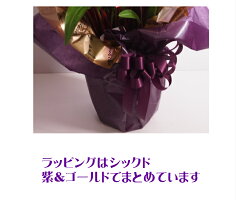 カラー鉢 3