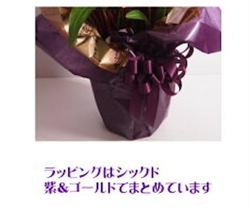 カラー鉢 3