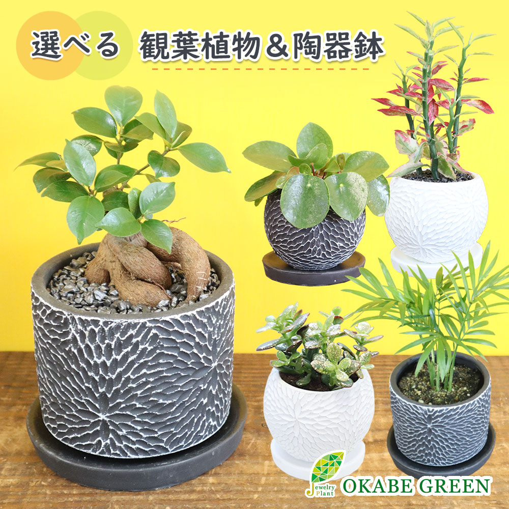 選べる観葉植物&陶器鉢 1