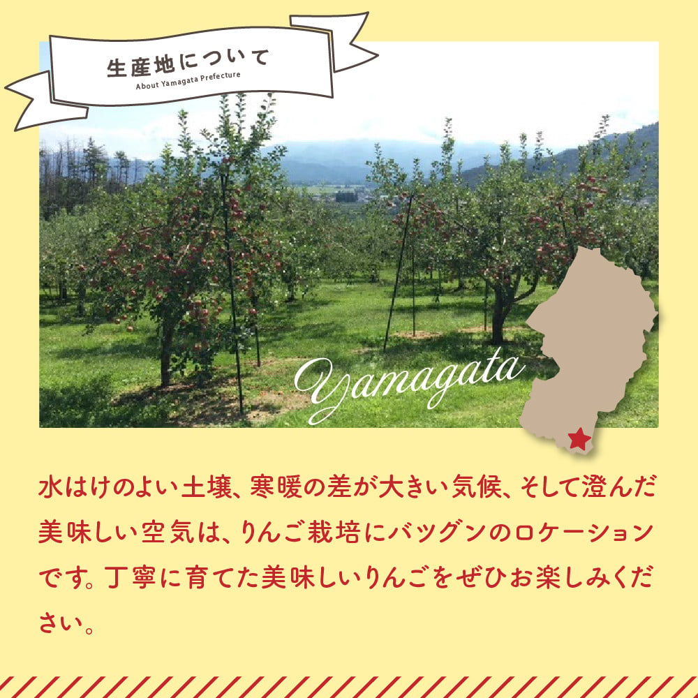 訳あり りんご サンふじ 5