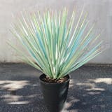 おしゃれな観葉植物のおすすめ人気ランキング【2026年6月】 5