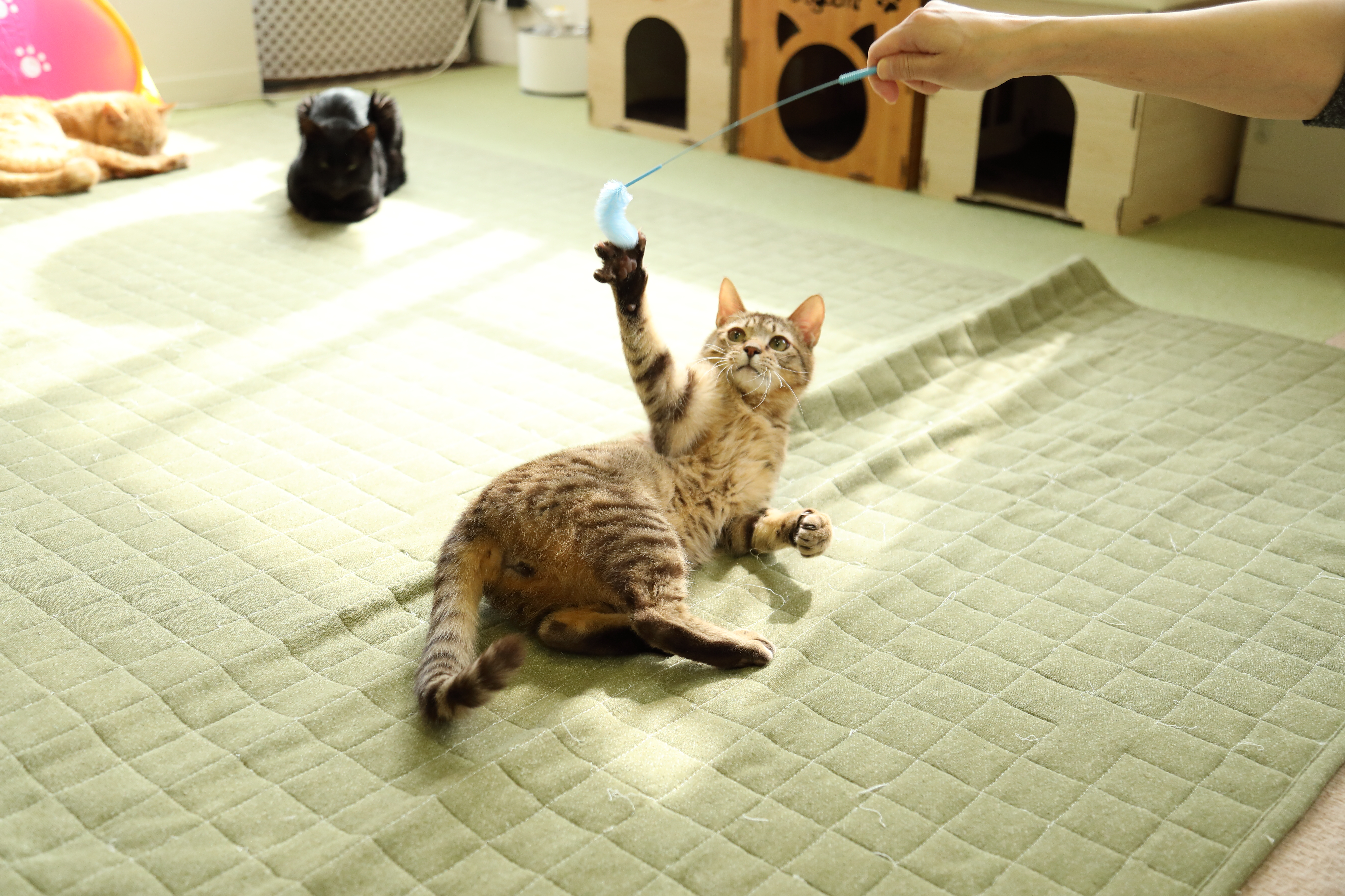 猫のお遊びカラ振る草 4