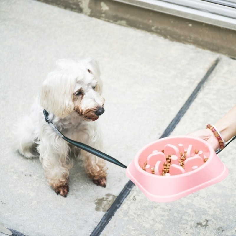 徹底比較 犬用早食い防止食器のおすすめ人気ランキング10選 効果が高いのはどれ Mybest 徹底比較 犬用早食い防止食器のおすすめ人気ランキング10選 効果が高いのはどれ Mybest
