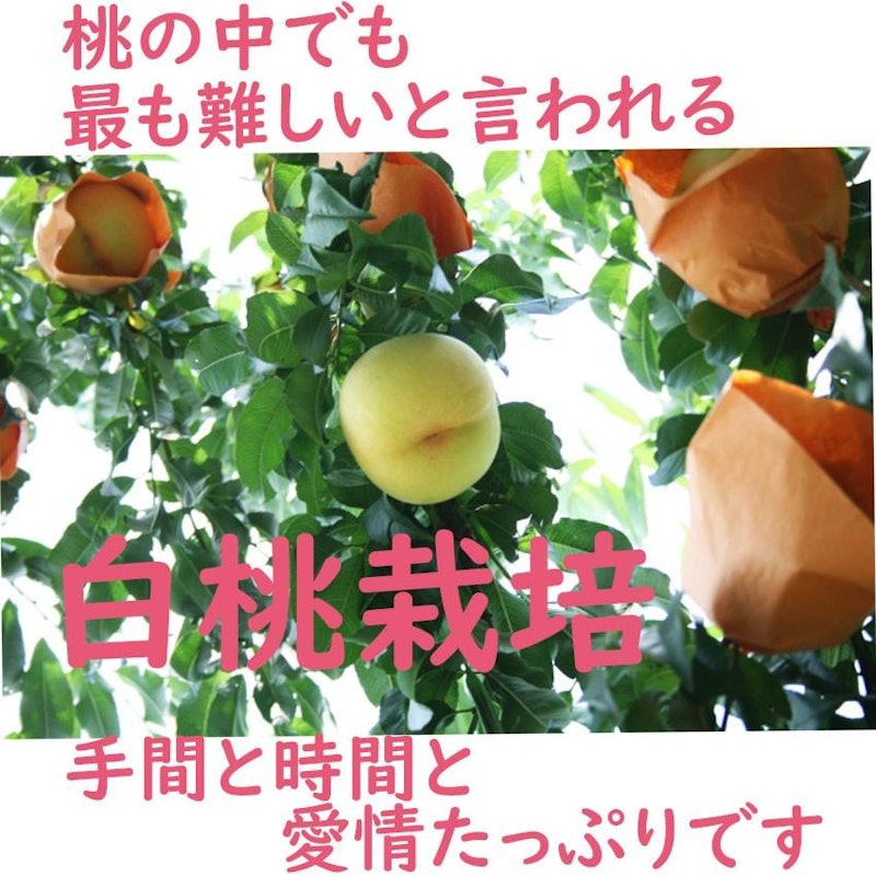 岡山白桃 3